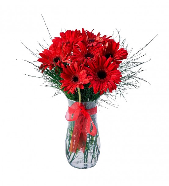 Vazoda Kırmızı Gerbera